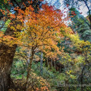 Arizona Fall Foliage Images - Ed Cerninka Photography