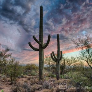 Arizona Saguaros - Ed Cerninka Photography