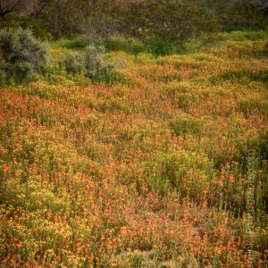 Arizona Spring Wildflowers- Ed Cerninka Photography